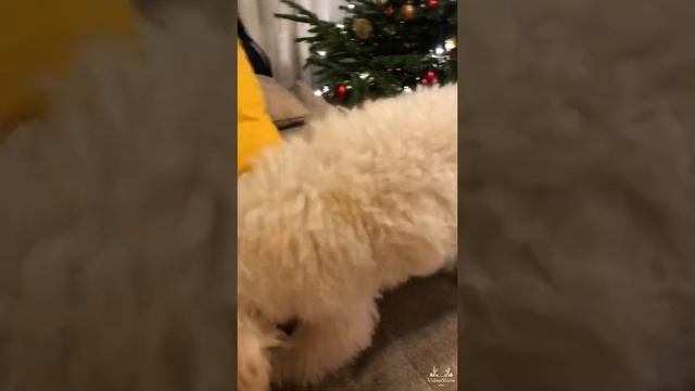 #Подарок пуделю 4 месяца к новому году A #gift to a #poodle from #Santa Claus смотреть онлайн