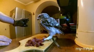 Домовые сычи