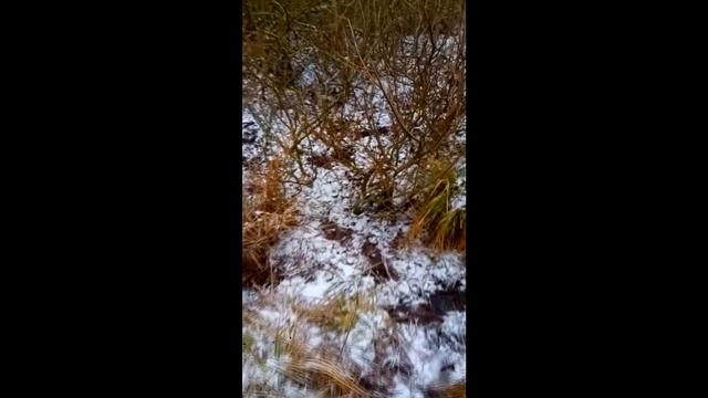 #Shedhunting #ПоискРогов #РогаЛося Достал рога лося из болота