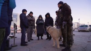 Якутские охотничьи лайки. Республиканская выставка охотничьих лаек «Лайки Якутии 2021»