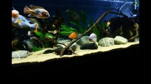 Добавили живые растения в наш аквариум с цихлидами