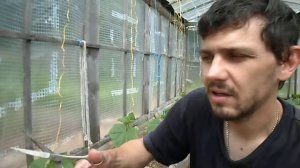 Обрезка усов у огурцов | Надо ли обрезать усы у огурцов