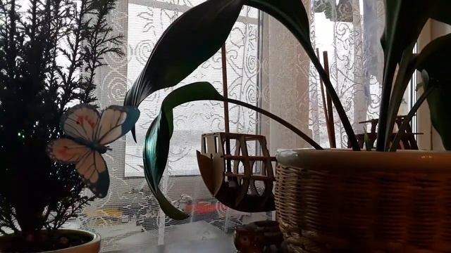 Как правильно ухаживать за растениями разных видов. смотреть онлайн