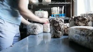 Блок шиитаке. Когда и как снимать пленку, подробное видео