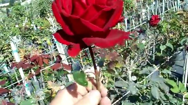 Rose Ingrid Bergman.mov смотреть онлайн