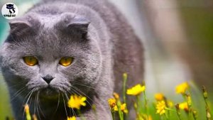 Шотландские Вислоухие Кошки- Самая популярная порода || О породе