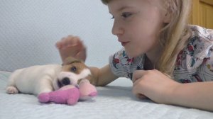 ЩЕНОК в ДОМЕ Софии. Щенок Джек рассел терьера 1 месяц
