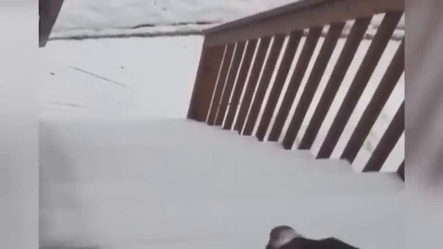 Собака вышла зимой на прогулку смотреть онлайн