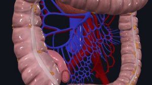 Воротная вена печени анатомия / Cелезеночная вена / Верхняя и нижняя брыжеечные вены /Ангиология