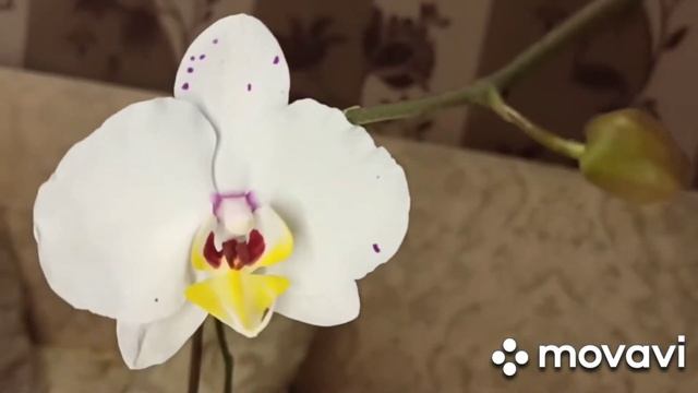 #Орхидеи#пополнение коллекции? (новая+детки)#трипсы? смотреть онлайн