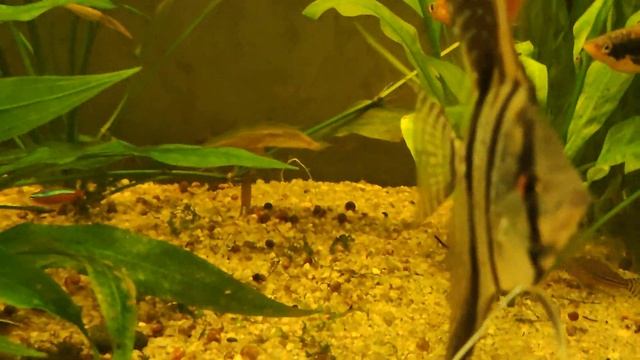 Мой аквариум 300 литров со скаляриями, неонами коридорасами, меченосцами, пецилиями 31.07.2022 смотреть онлайн