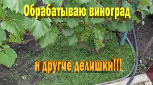 Обрабатываю виноград и другие  делишки.