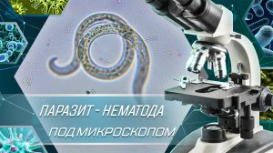 Нематоды под микроскопом