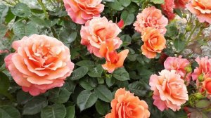 Роза Изи Даз Ит ( Easy Does It)