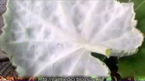 чем полезна мать и мачеха