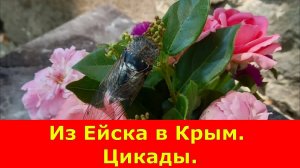 Из Ейска в Крым. Цикады.