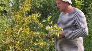 Болезни груши. Ржавчина листьев груши.