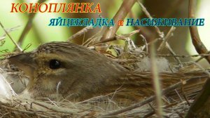 Коноплянка, Яйцекладка и насиживание...