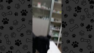 Четвероногие друзья.Спасение животных