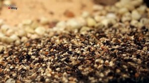 Даже Проверять Не Хотел, Но Муравьи Расщепляются На Глазах! СРОЧНО ДАЙТЕ МУРАВЬЯМ СОДУ С КОЛОЙ!