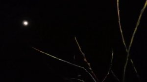 Распускается верба на Праздник Введения во храм 1