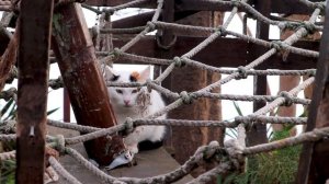 Иммиграция в Болгарию