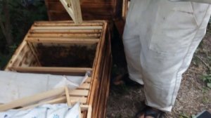 Пчелопакет, быстрое развитие, улей - лежак на 32 рамки. Часть 3