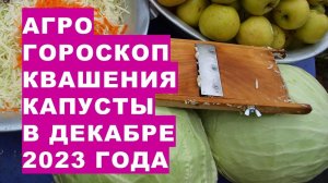 Агрогороскоп квашения капусты в декабре 2023 года Agrogoroscope of sauerkraut for December 2023