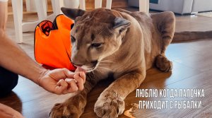 4 креветки