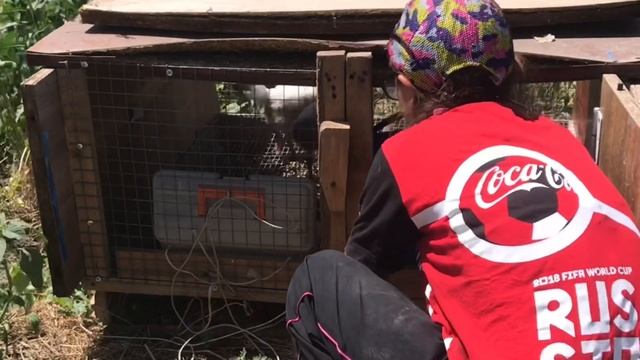 КАК ЖИВОТНЫЕ ПЕРЕНОСЯТ ЖАРУ НА ЮГЕ. ЖИЗНЬ НА СВОЕЙ ЗЕМЛЕ. ПЕРЕЕЗД В ДЕРЕВНЮ. смотреть онлайн