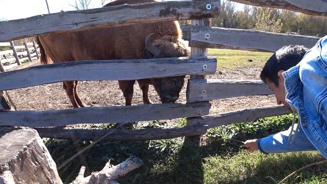 СТАРООСКОЛЬСКИЙ ЗООПАРК И НАБЕРЕЖНАЯ СТАРОГО ОСКОЛА