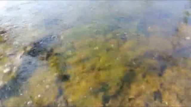 Словакия - Рыбы живут в Фонтане на улице смотреть онлайн