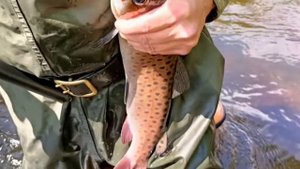 Сплав по реке Бикин