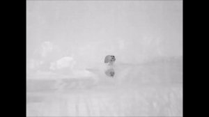 GUIDE TN650 тепловизионный бинокль, реальные кадры из дикой природы