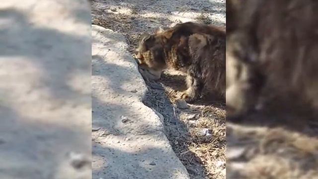 самоврядування КЗ "Коломацький ліцей" Міжнародного уроку доброти #урок_доброти2022 #happypaw смотреть онлайн