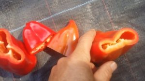 Перец тип Капия Портека F1 и Ариадна F1. Cравним.