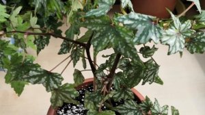 Мои комнатные растения: каудексные бегонии