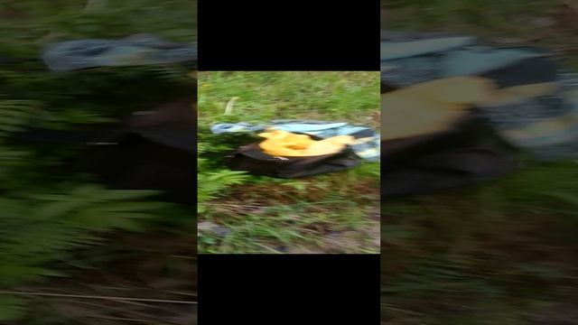 Хороший окунь попался на поплавочную удочку