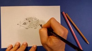 Рисунок Ёжик карандашами / Как нарисовать ёжика просто / рисунок ёж