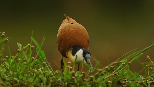 African Jacana - 4K clip смотреть онлайн