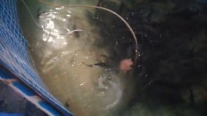 Кормление африканского клариевого сома.Результат работы азонатора.