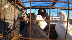 HD   Полная версия  ярмарка голубей в г Костанай 5 декабря 2021года