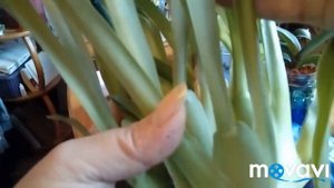 Мильтония Пересадка после покупки Мой опыт