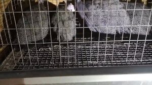 цесарка бройлерная 3 месяца, вес тушки, клеточное содержание