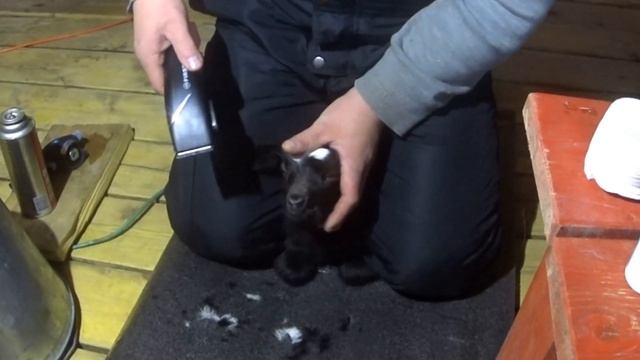 Зачем я это сделал?? / Как обезрожить козленка? #обезроживаниекозлят #обезроживание смотреть онлайн