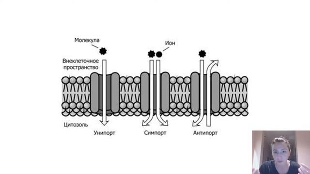 Типы транспорта через мембрану смотреть онлайн