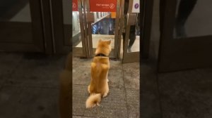 Пёсель встречает своего хозяина у метро