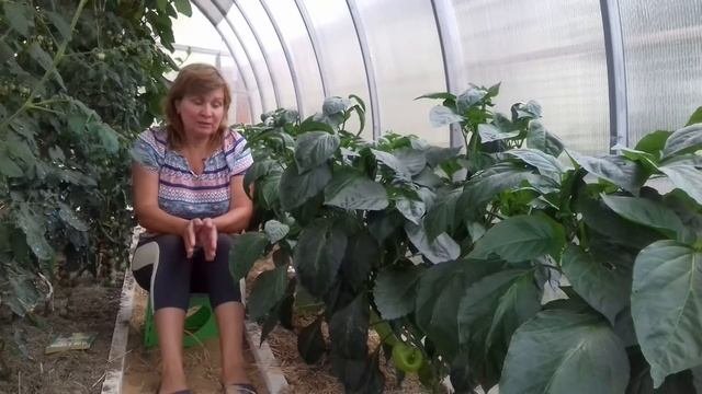 Чем полить перец для роста, завязей и увеличения урожая ? Выращивание перца
