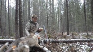 натаска молодых лаек Жуля и Оса.mp4