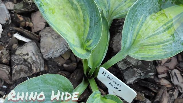 Новый сорт хосты с ОЧЕНЬ плотным листом в моей коллекции Rhino Hide...